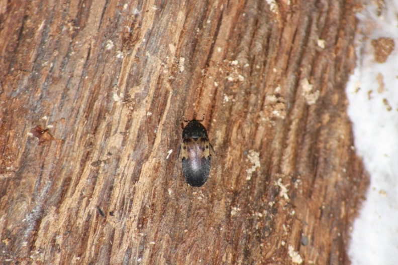 Dermestes lardarius